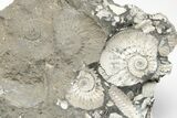 Jurassic Ammonite (Kosmoceras) Cluster - England #207747-3